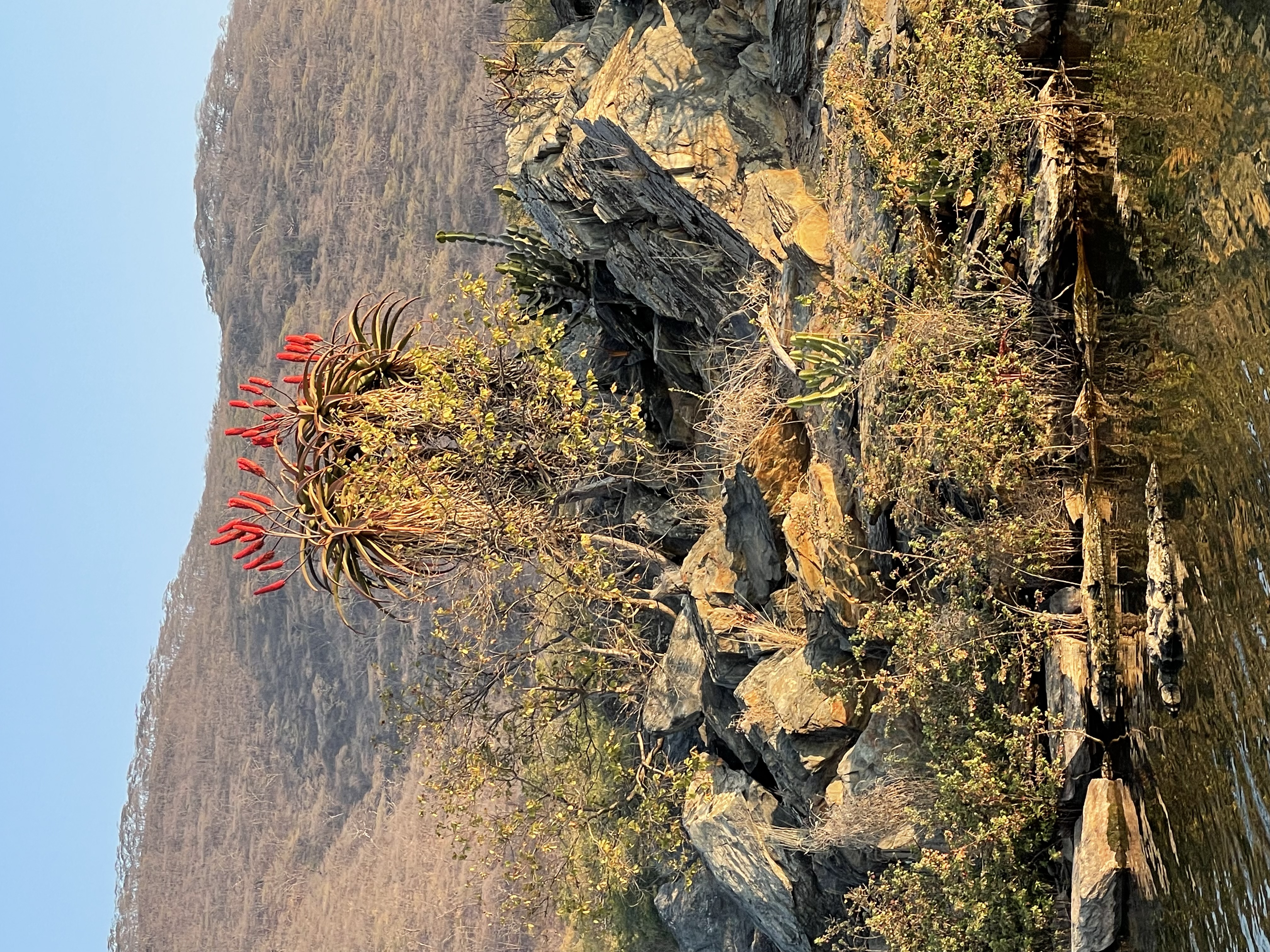 Aloe in flower near the lake