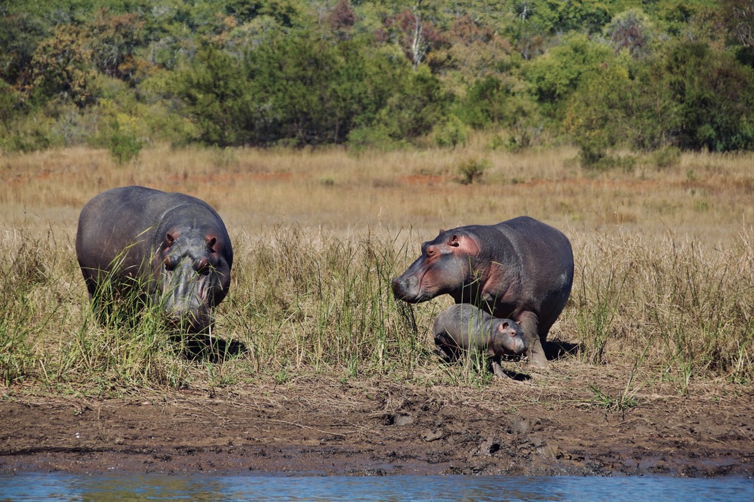 Hippo on the shoreline of Lake Mutirikwi
